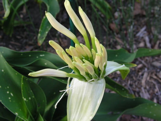 Crinum Lily Asiaticum Aurea Maculate Large Blooming-size Bulb - New -