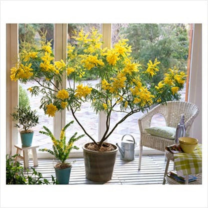 Acacia Dealbata – Silver Wattle Fragrant Tree Seeds