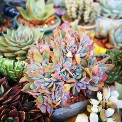 Japanese Succulents – Garden Flower Seeds