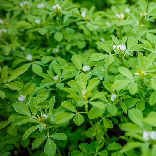 Lb Fenugreek Herb Everwilde Farms Mylar Packet – Flower Seeds – Product Image
