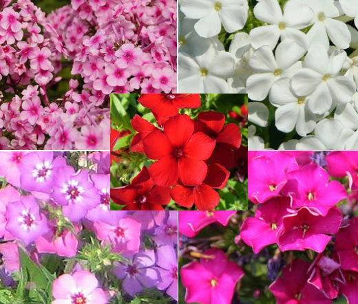 Phlox Mixed Colors Phlox Drummondii – Colorful Garden Flower Seeds