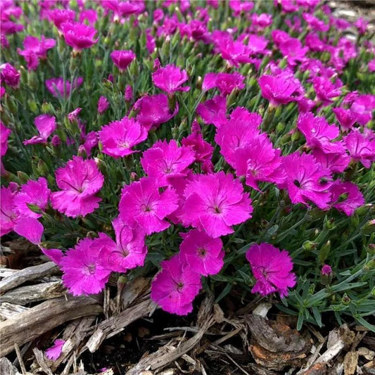 Dianthus Perennial Garden Flower Seeds