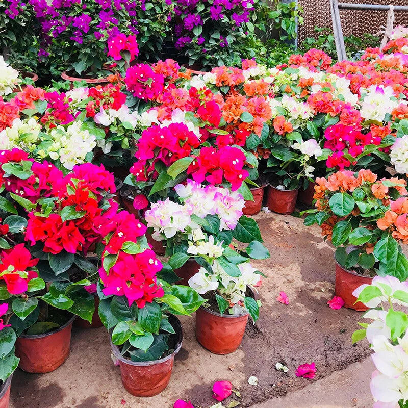 Mixed Color Flower Seeds Garden and Balcony Plants