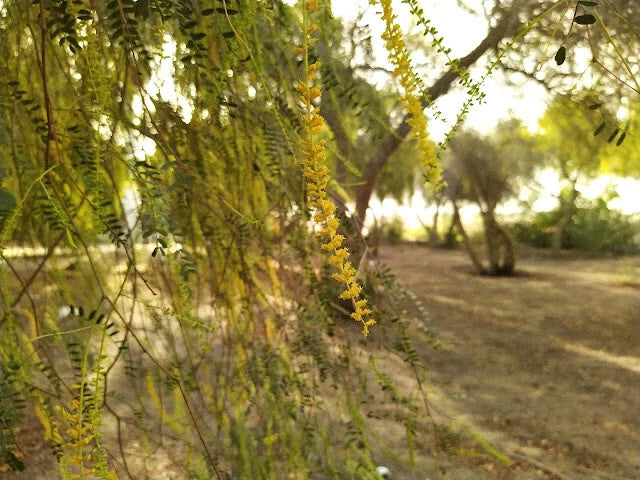 Prosopis Cineraria Khejri Evergreen Tree Seeds