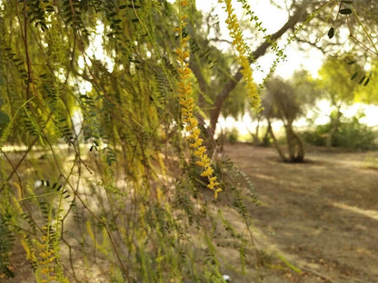 Prosopis Cineraria Khejri Evergreen Tree Seeds