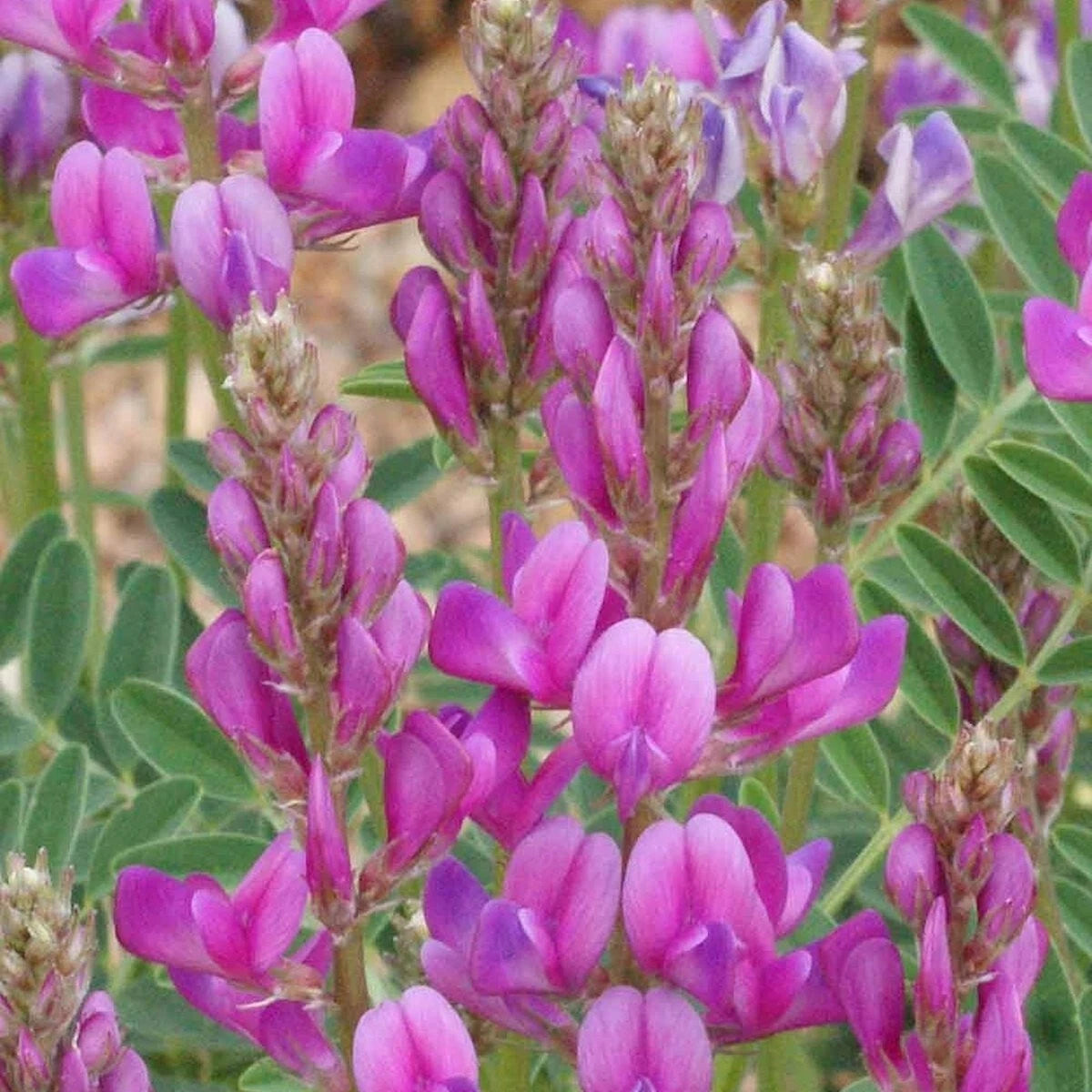 Utah Sweetvetch – Hardy Wildflower Seeds