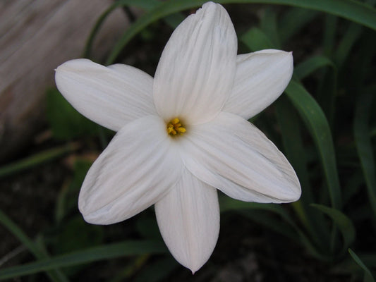 Rain Lily Zephyranthes Drummondii Fedora New Habranthus - Flower Seeds