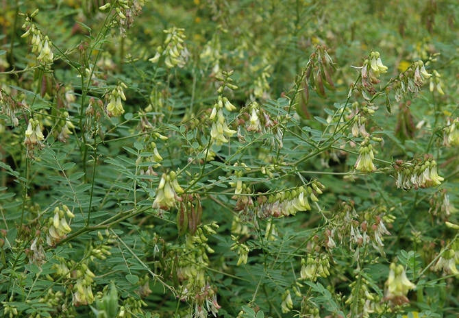 Milk Vetch Astragalus Membranaceus – Perennial Herb Seeds