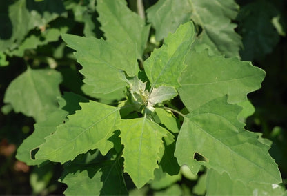 Lambs Quarters Chenopodium Album Edible Herb Vegetable Seeds