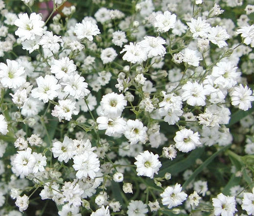 Baby’s Breath Gypsophila Elegans – Delicate Garden Flower Seeds