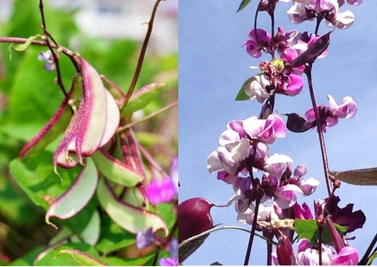 Hyacinth Bean Vine Dolichos Lablab Climbing Flower Vegetable Seeds