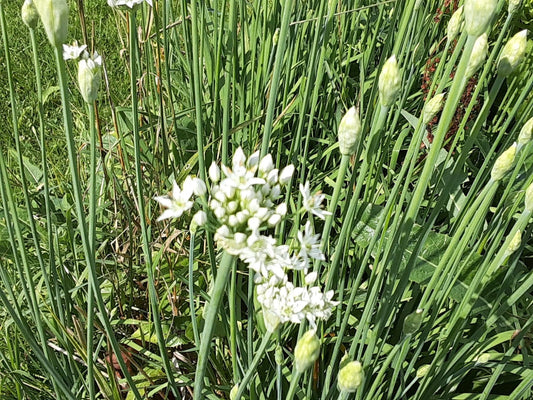 Garlic Chive Allium Tuberosum Culinary Herb Seeds