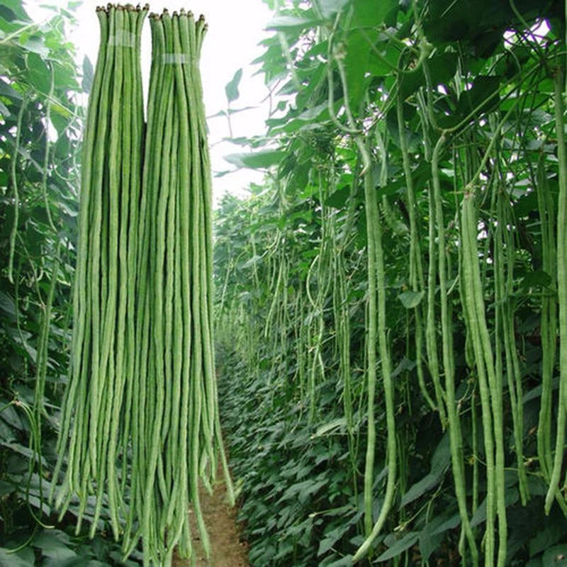 Yard Long Bean – Dark Green Vegetable Seeds