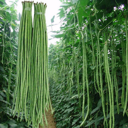 Yard Long Bean – Dark Green Vegetable Seeds