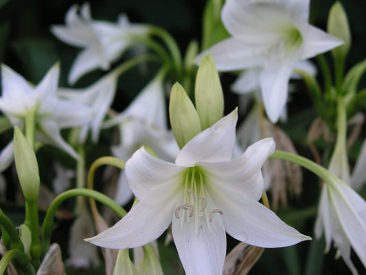 Crinum Lily Princess – Garden Flower Seeds for Planting