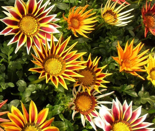 Gazania Logro Striped Mix Gazania Rigens – Colorful Garden Flower Seeds