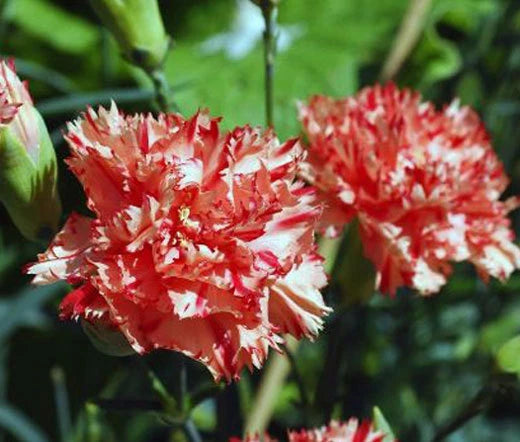 Carnation Chabaud Avranchin Dianthus Caryophyllus – Colorful Garden Flower Seeds