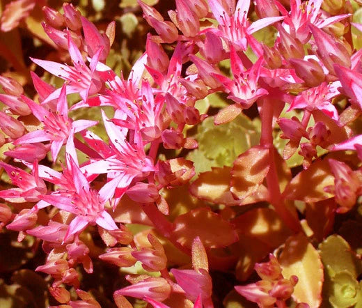 Sedum Voodoo Sedum Spurium – Hardy Ground Cover Flower Seeds