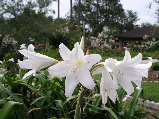 Crinum Lily White – Fragrant Flower Seeds