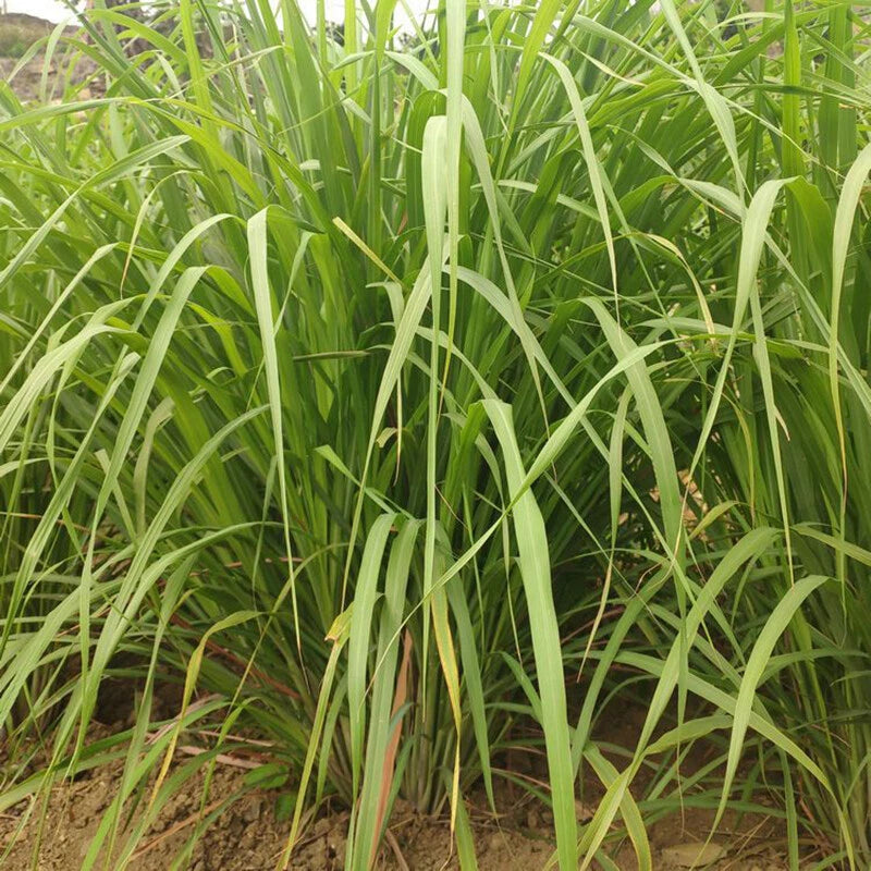 Lemongrass Cymbopogon Citratus Culinary Herb Seeds for Planting