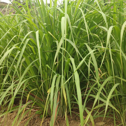 Lemongrass Cymbopogon Citratus Culinary Herb Seeds for Planting