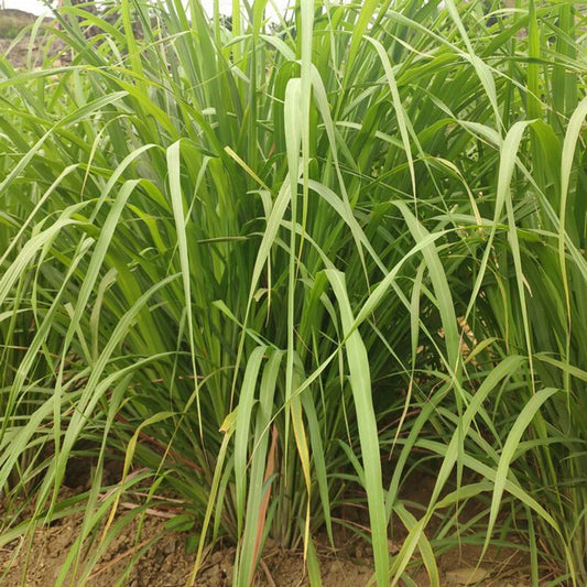 Lemongrass Cymbopogon Citratus Culinary Herb Seeds for Planting