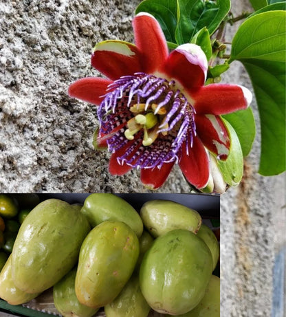 Giant Granadilla Passion Fruit Passiflora Quadrangularis Climbing Fruit Vine Seeds
