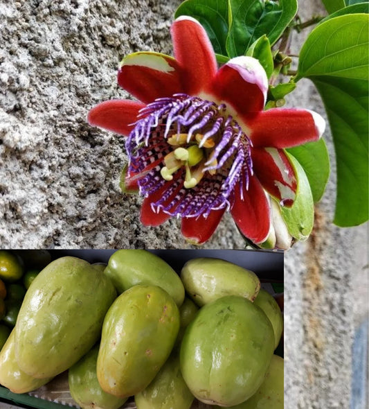 Giant Granadilla Passion Fruit Passiflora Quadrangularis Climbing Fruit Vine Seeds