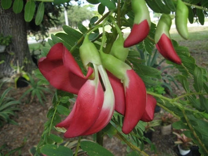 Sesbania Grandiflora – Scarlet Wisteria Hummingbird Tree Seeds
