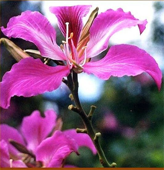 Bauhinia Purpurea Pink Purple Orchid Tree Camel's Foot – Flower Seeds – Product Image