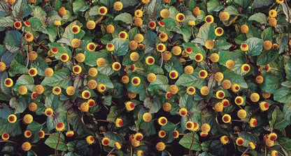 Toothache Herb Spilanthes – Flowering Culinary Herb Seeds