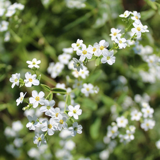 Flowering Spurge – Colorful Wildflower Garden Seeds