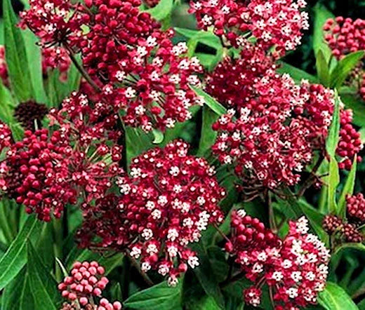 Butterfly Weed Rose Asclepias Incarnata – Hardy Garden Flower Seeds