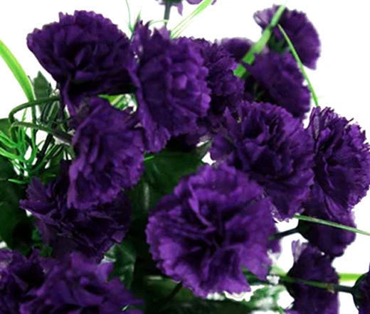 Carnation Dianthus Caryophyllus – King of Blacks Flower Seeds