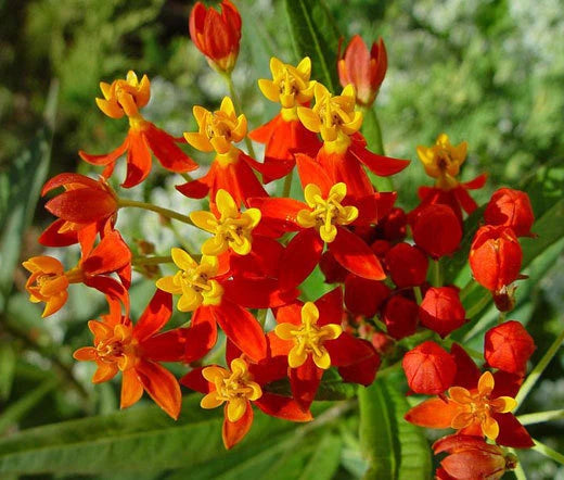 Blood Flower Scarlet Milkweed Asclepias Curassavica – Colorful Garden Flower Seeds