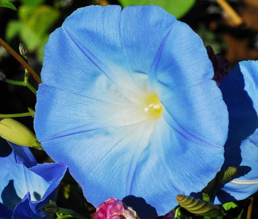 Morning Glory Heavenly Blue Ipomoea Tricolor – Climbing Garden Flower Seeds