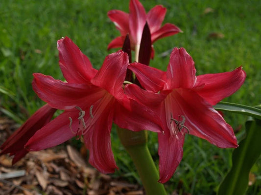 Crinum Lily Lorraine Clark Medium-Size Bulb New - Flower Seeds