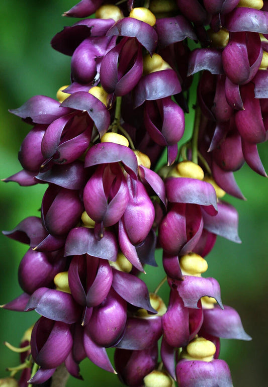Mucuna Sempervirens Ornamental Climbing Vine Seeds