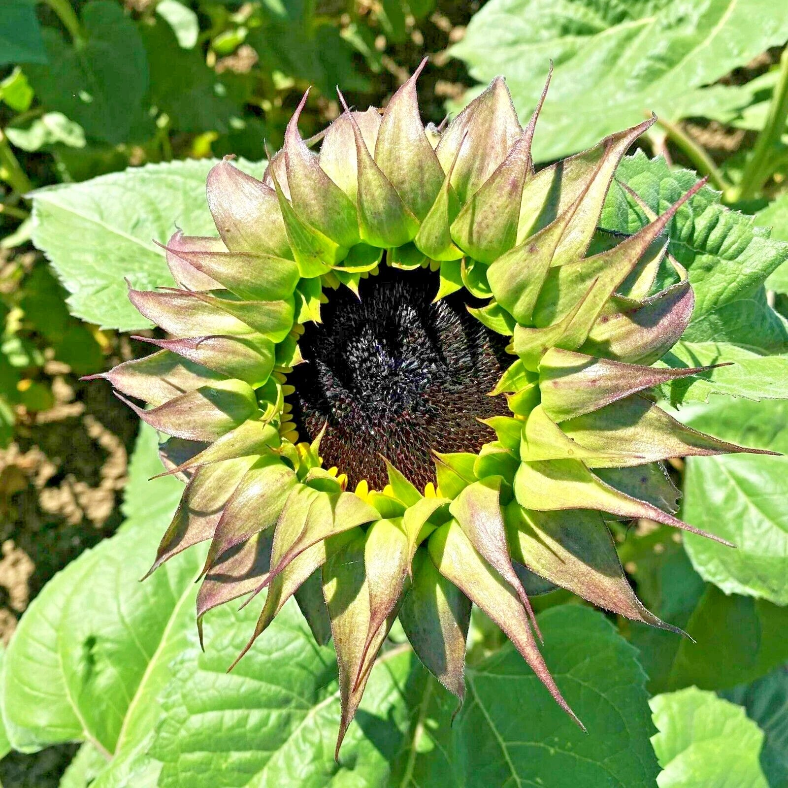 Sunfill Purple Double Sunflower Helianthus Annuus Perennial Flower Seeds