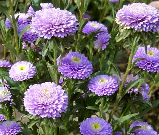 Aster Pompon Light Blue Callistephus Chinensis – Colorful Garden Flower Seeds