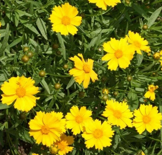 Lanceleaf Tickseed Coreopsis Lanceolata – Perennial Flower Seeds