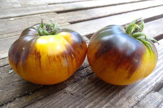 Gondwana Moon Tomato – Heirloom Vegetable Garden Seeds