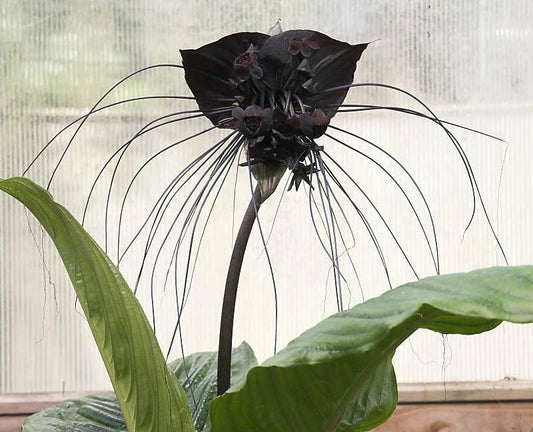 Tacca Chantrieri Black Bat Tropical Flower Seeds