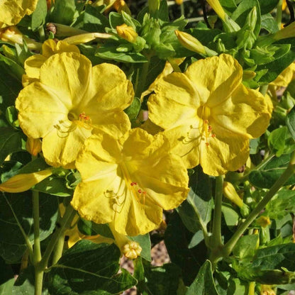 Yellow Four O’Clock – Hardy Wildflower Garden Seeds