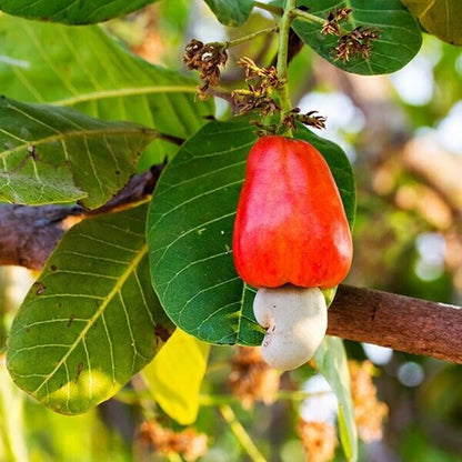 Cashew Nut Anacardium Occidentale Edible Fruit Tree Seeds