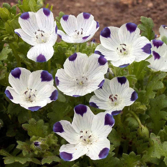 Five Spot – Colorful Wildflower Garden Seeds