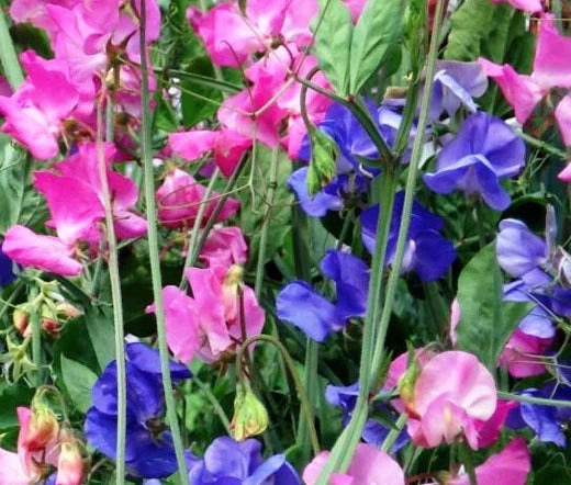 Sweet Pea Royal Family Mixed Colors Lathyrus Odoratus – Climbing Garden Flower Seeds