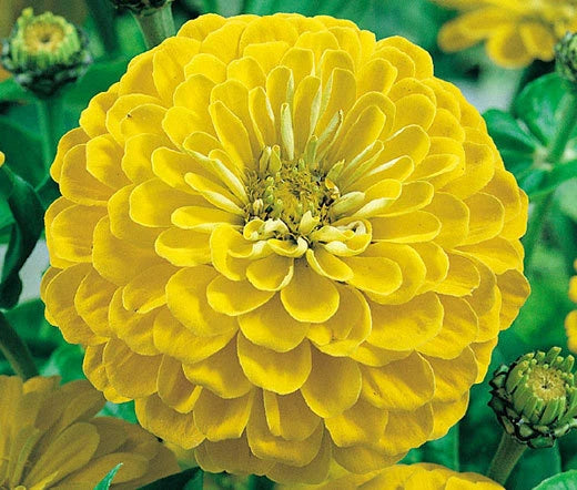 Zinnia Canary Bird Zinnia Elegans – Vibrant Garden Flower Seeds