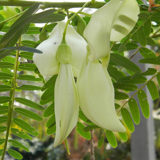 Sesbania Grandiflora White Hummingbird Attracting Tree Seeds