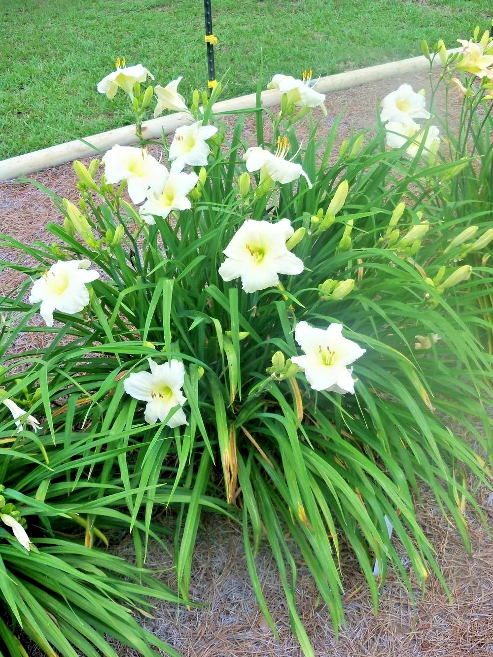 Joan Senior Daylily Hemerocallis – Perennial Flower Seeds